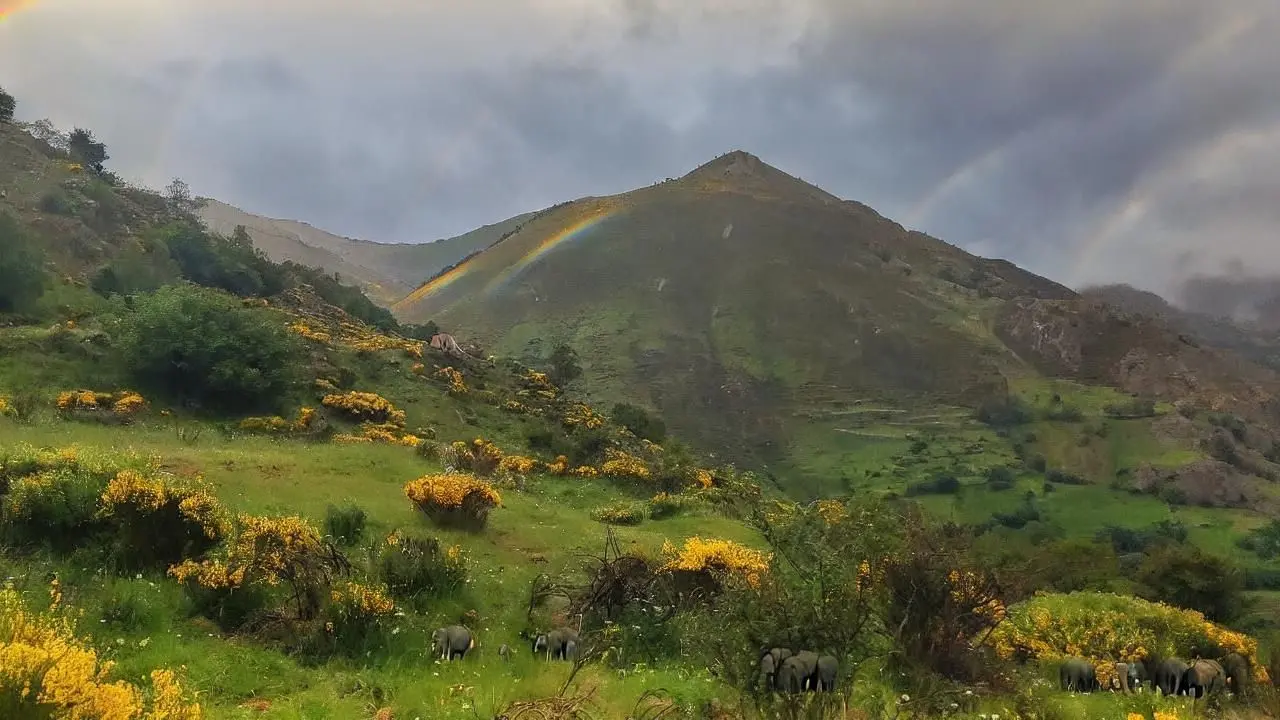 Hacer que el cielo esté más soleado con arcoíris y agregar pequeños elefantes 2.